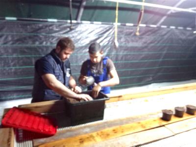 Ομάδα εκτροφής σαλιγκαριών - Προετοιμασία θαλάμου αναπαραγωγής