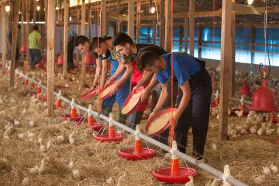 Project επιχειρηματικότητας ζωικής παραγωγής - Εκτροφή και εμπορία κοτόπουλων