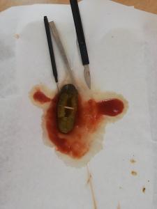Βιολογία - The death of Mr. Pickles