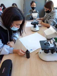 Βιολογία - Παρατήρηση με μικροσκόπιο