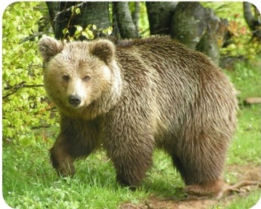 Μία... αρκούδα 'υιοθέτησαν' τα παιδιά του Παιδικού Σταθμού